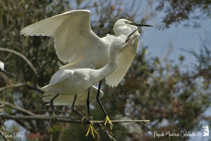 Little Egret