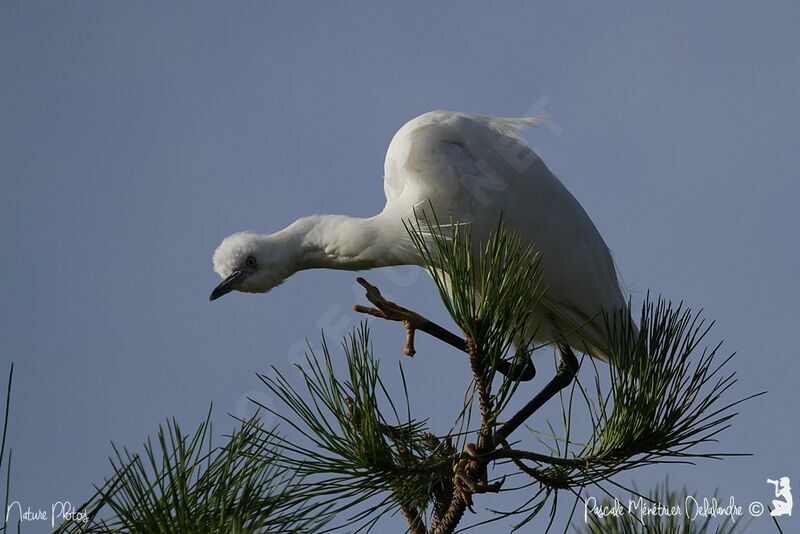 Little Egretadult