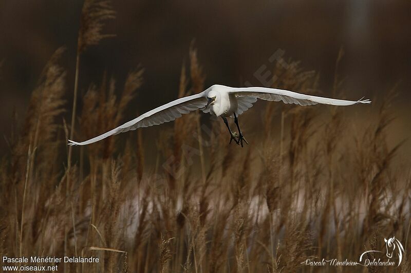 Aigrette garzette