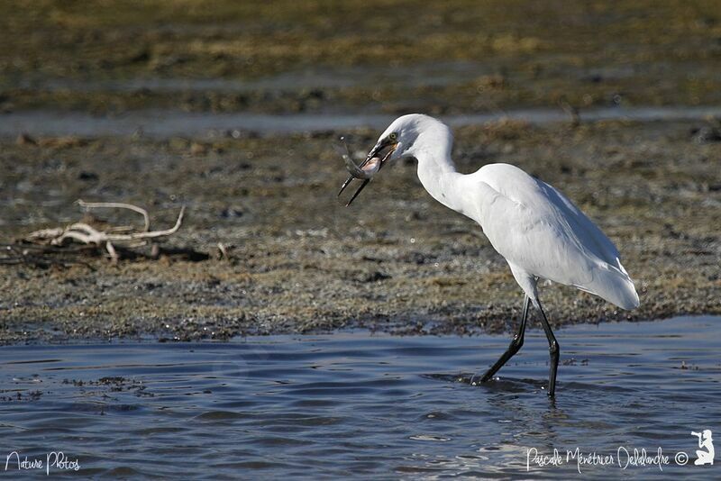 Aigrette garzetteadulte