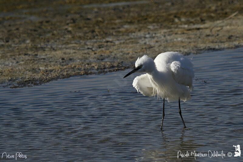 Aigrette garzetteadulte