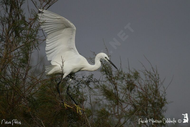 Little Egretadult