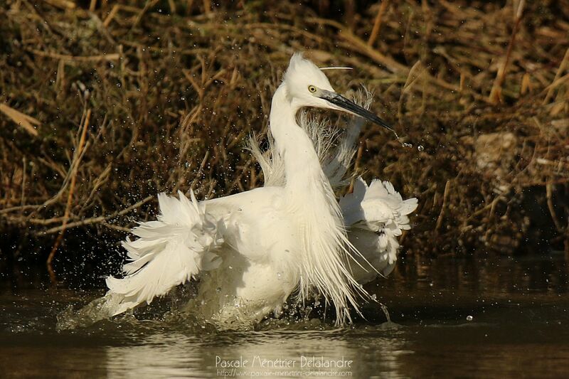 Little Egret