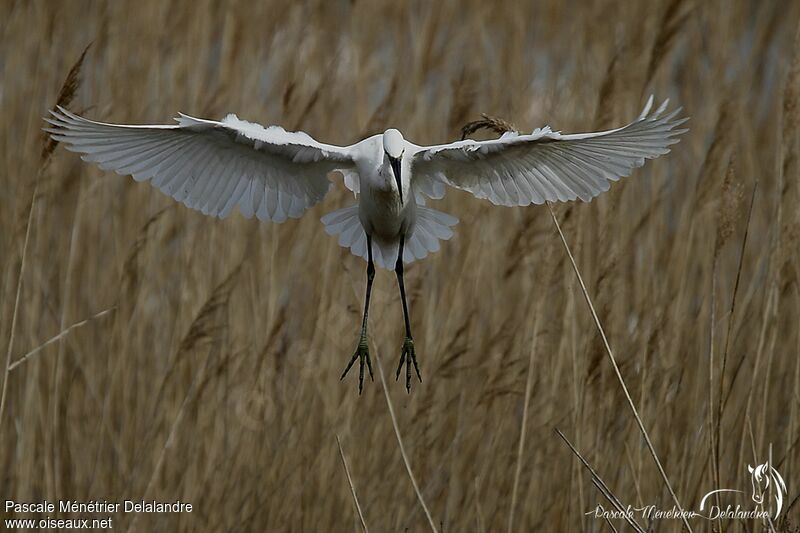 Little Egret