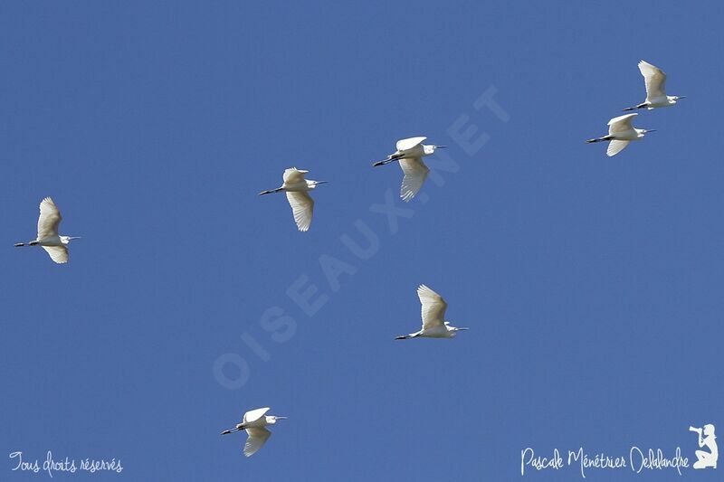 Aigrette garzette