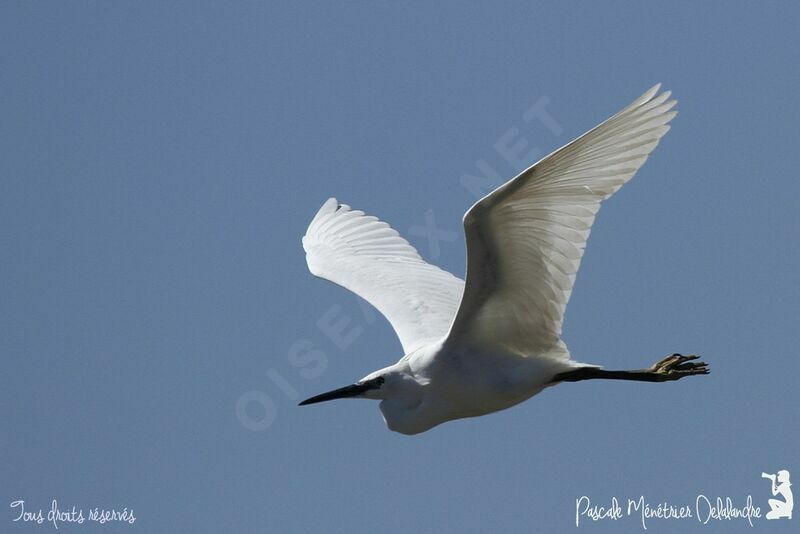 Aigrette garzette