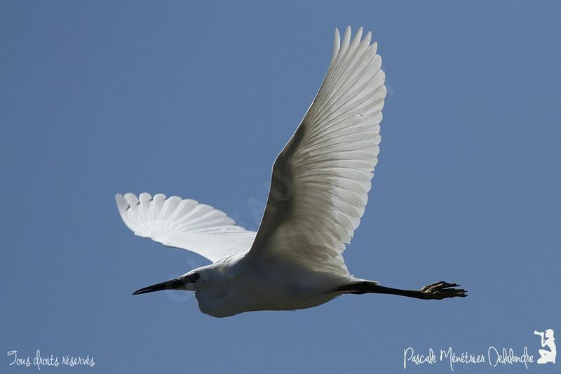 Little Egret