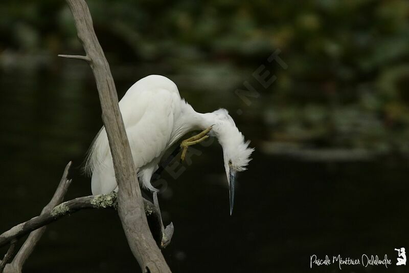 Little Egret