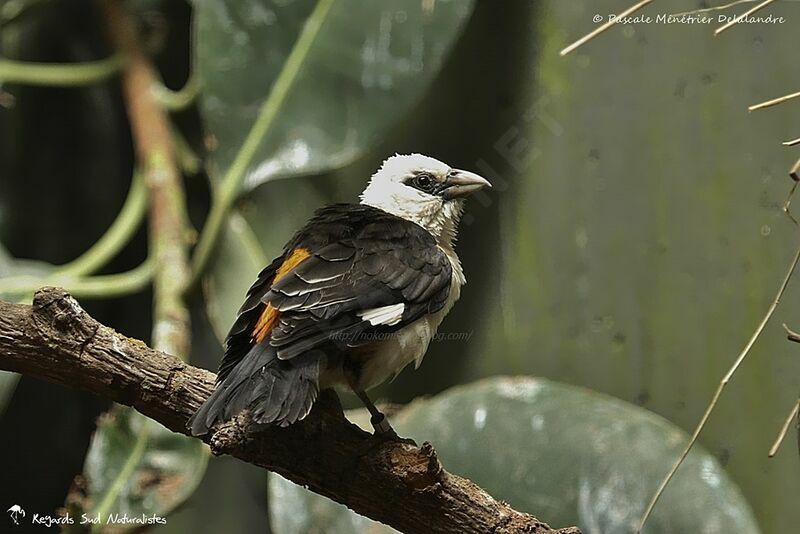 White-headed Buffalo Weaver