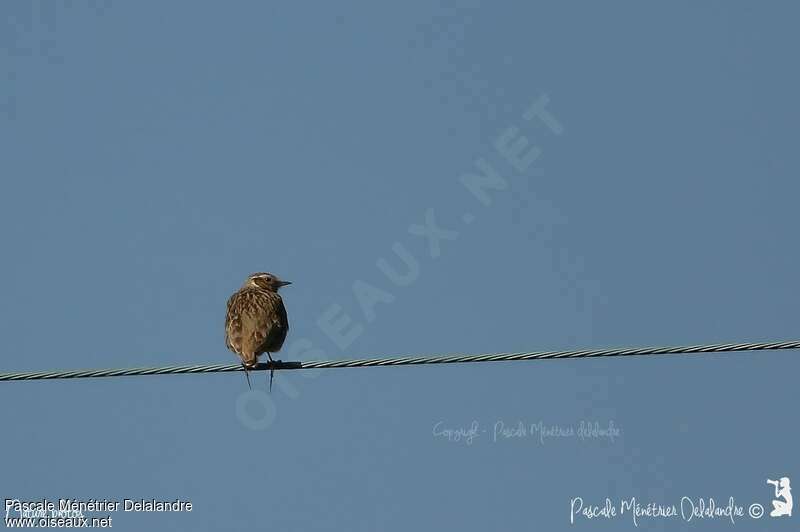 Woodlarkadult, Behaviour