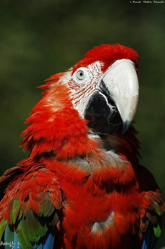 Red-and-green Macaw