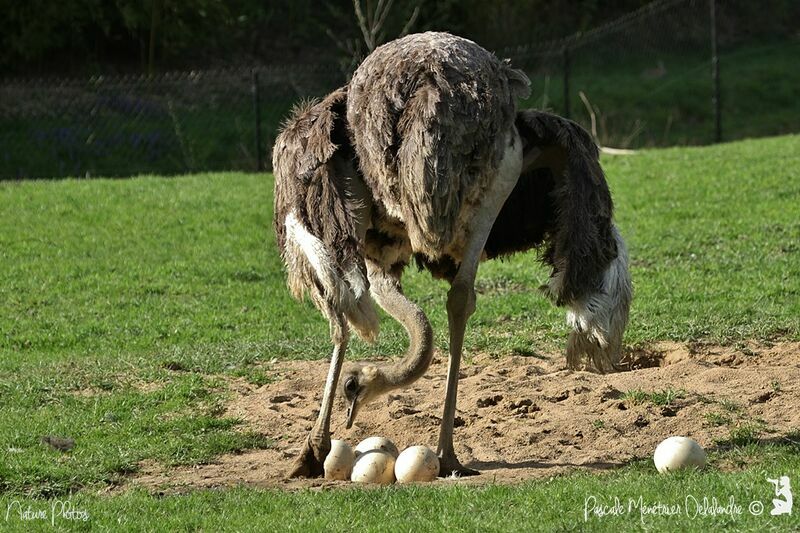 Common Ostrich