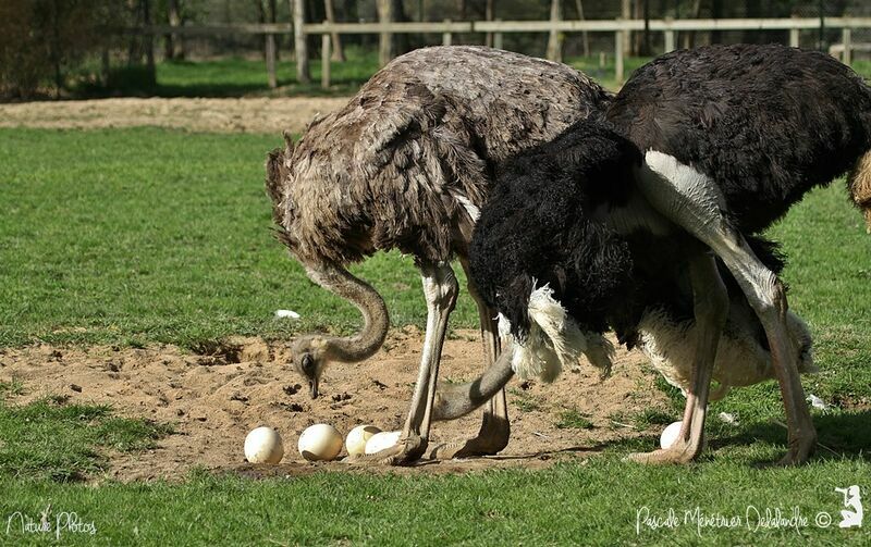 Common Ostrich