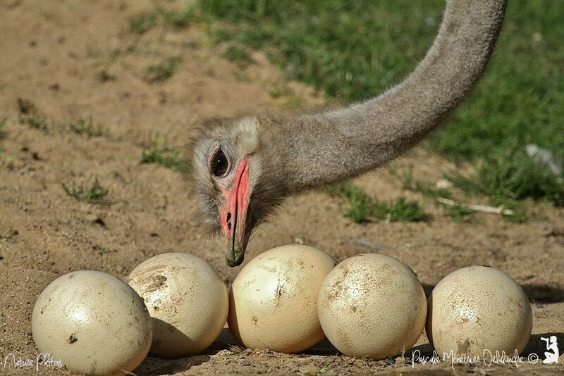 Common Ostrich