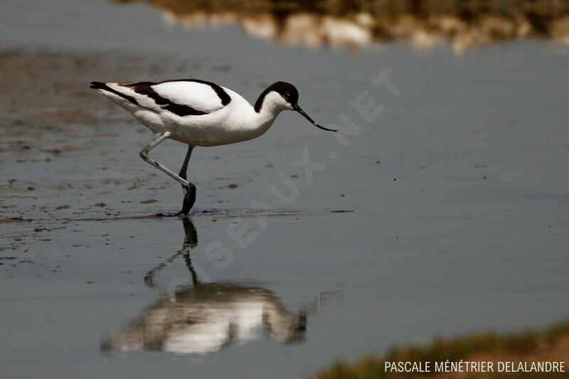 Avocette élégante