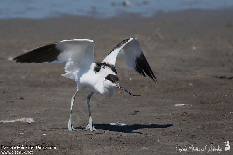 Pied Avocetadult, Behaviour