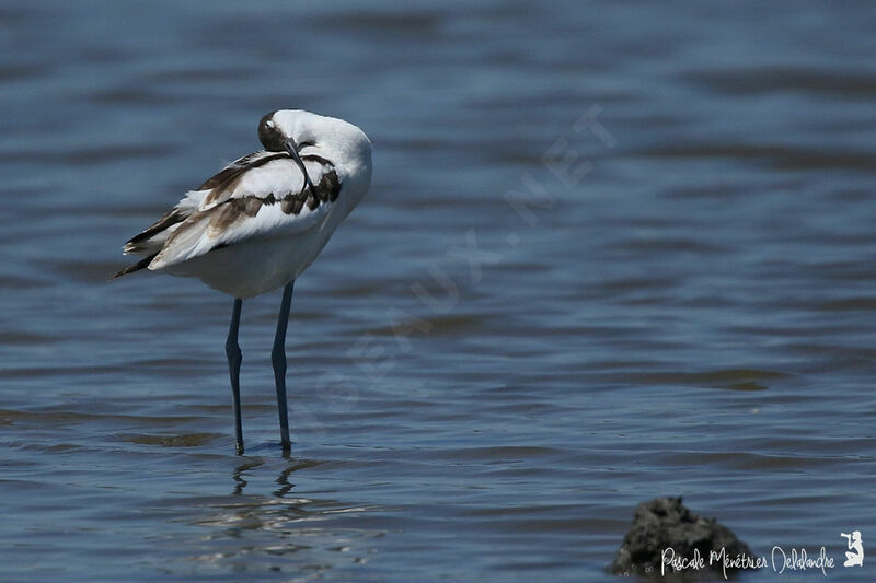 Avocette élégante