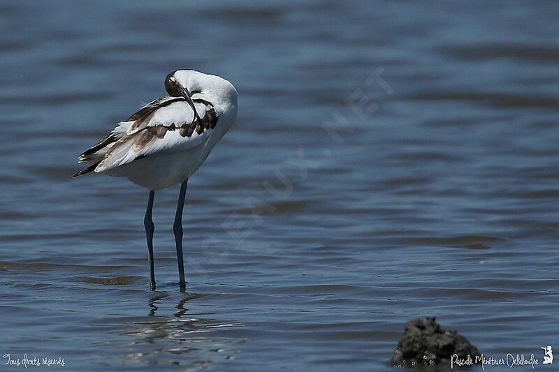 Pied Avocet