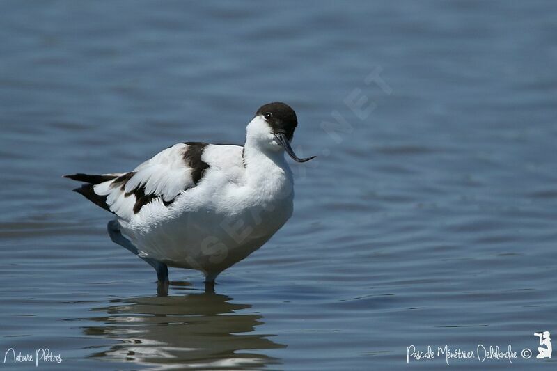 Avocette élégante