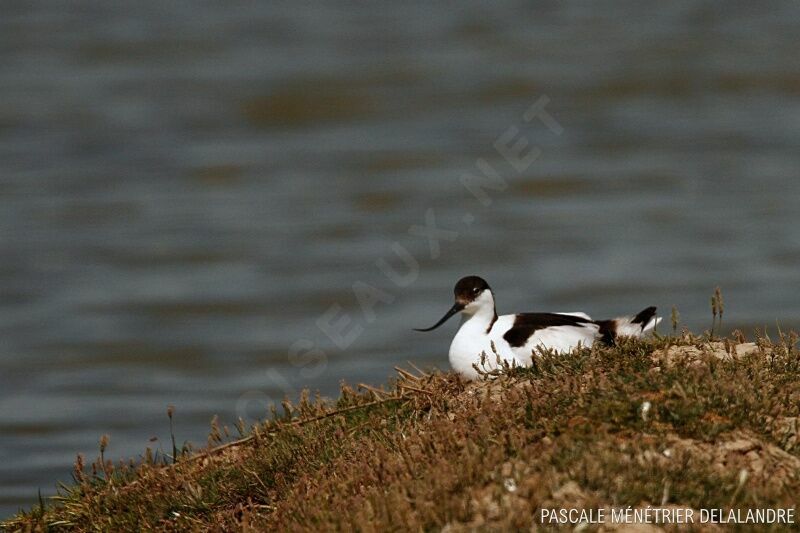 Pied Avocet