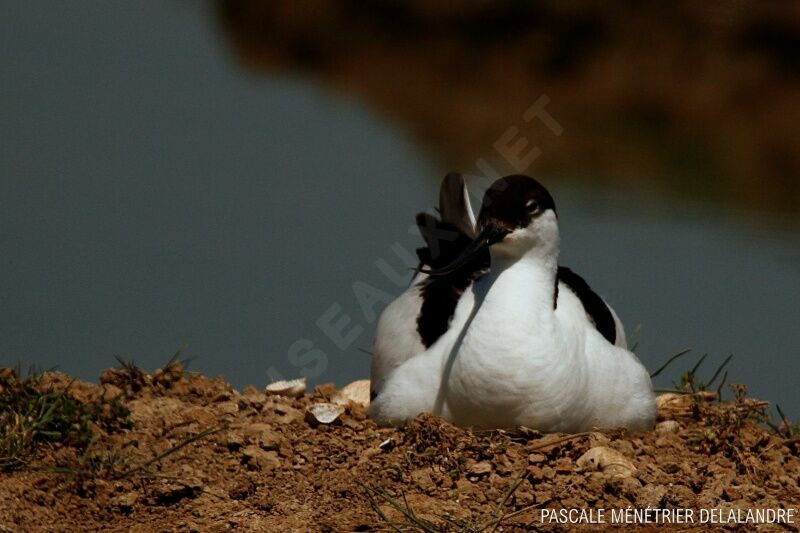 Avocette élégante