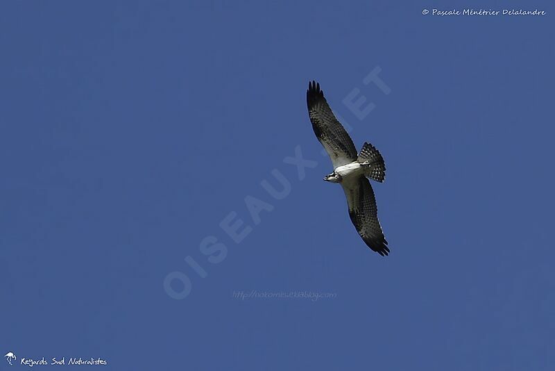 Osprey