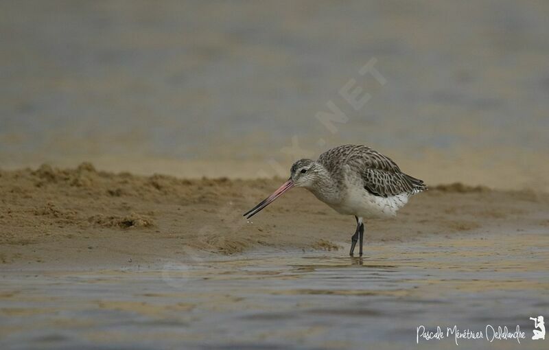 Bar-tailed Godwit