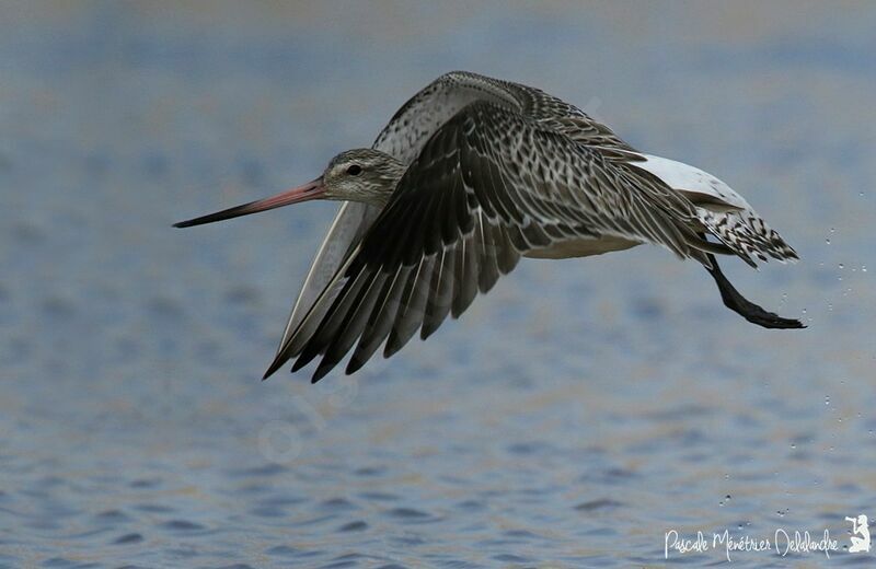 Bar-tailed Godwit