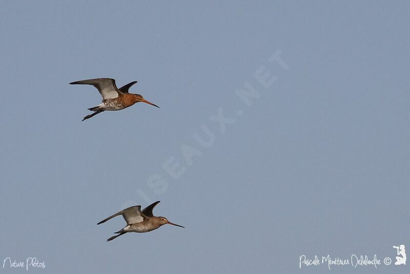 Bar-tailed Godwit