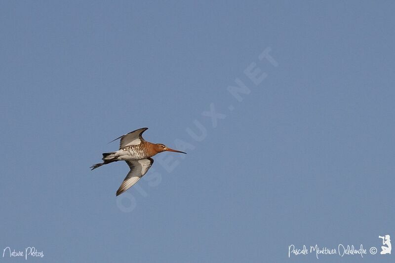 Bar-tailed Godwit