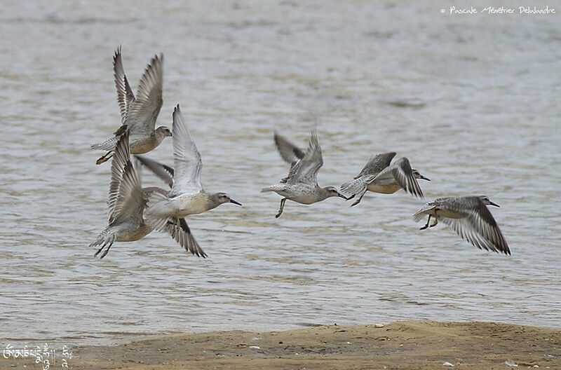 Red Knot