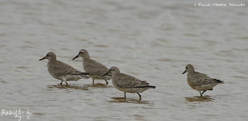 Red Knot