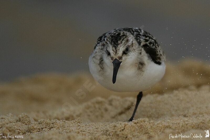 Sanderling