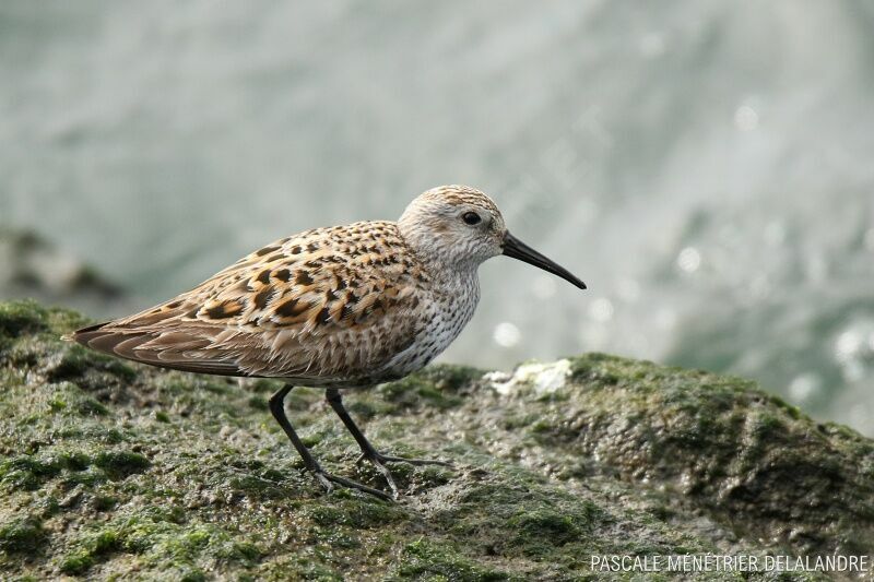 Dunlin