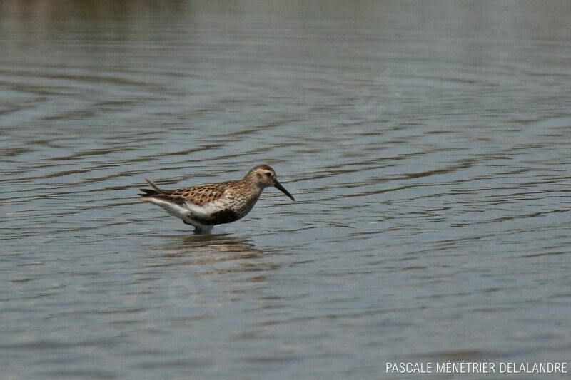 Bécasseau variable