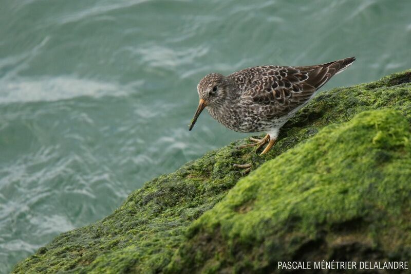 Purple Sandpiper