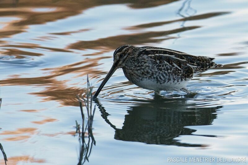 Common Snipe