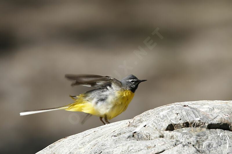 Grey Wagtail