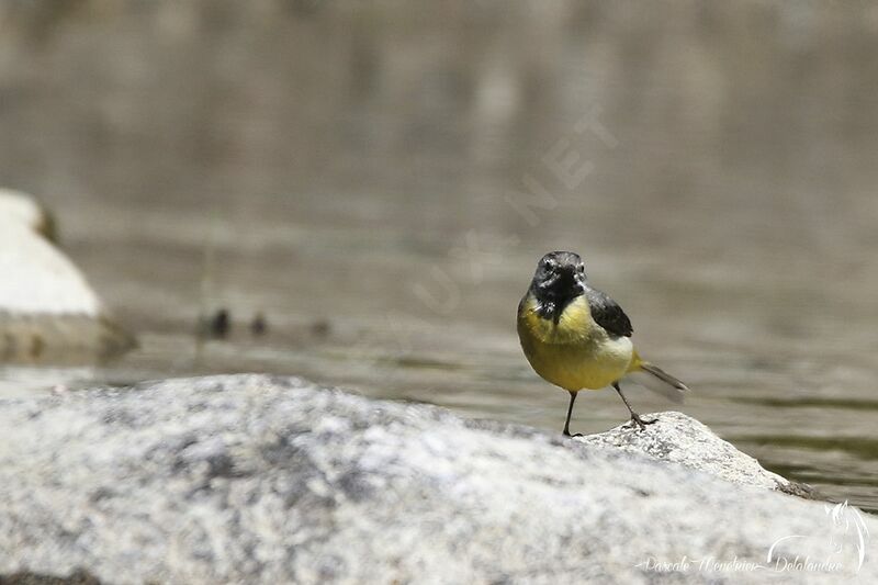 Grey Wagtail