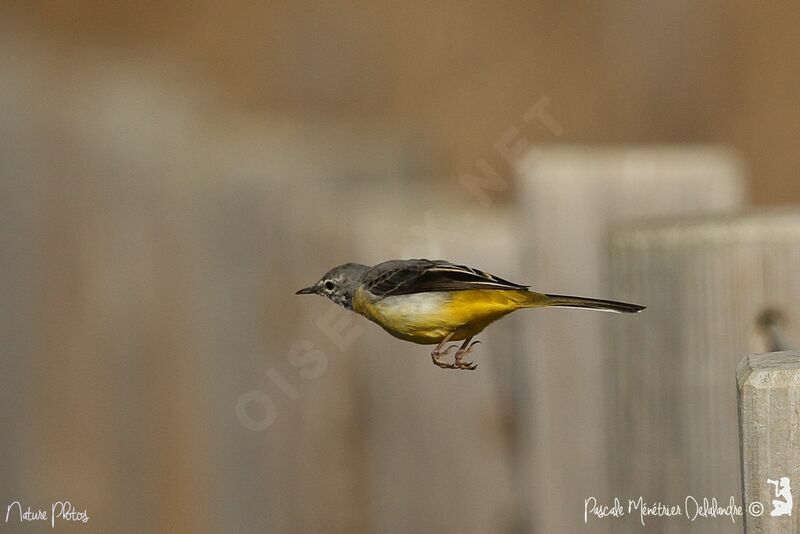 Grey Wagtail