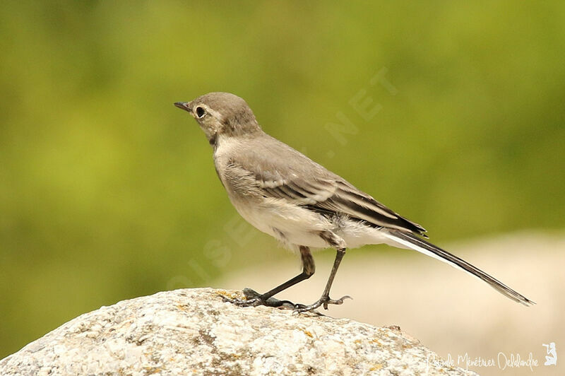 White Wagtailjuvenile