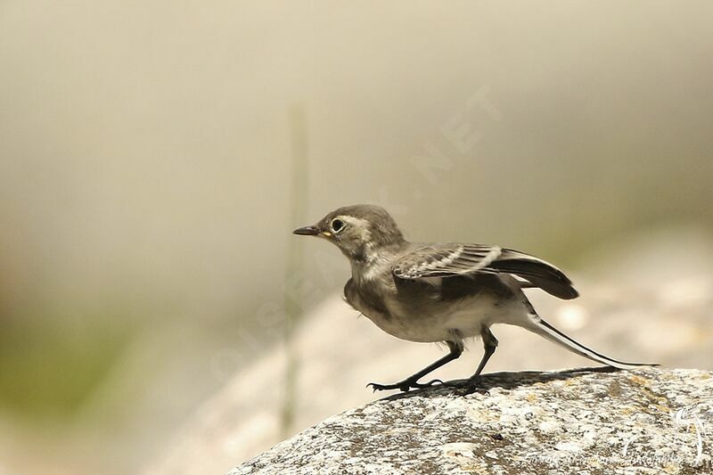 White Wagtailjuvenile