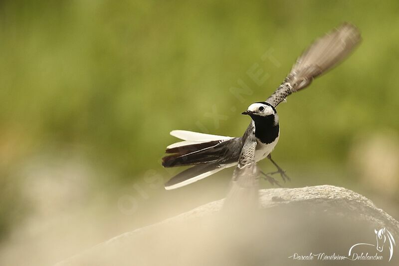 White Wagtailadult