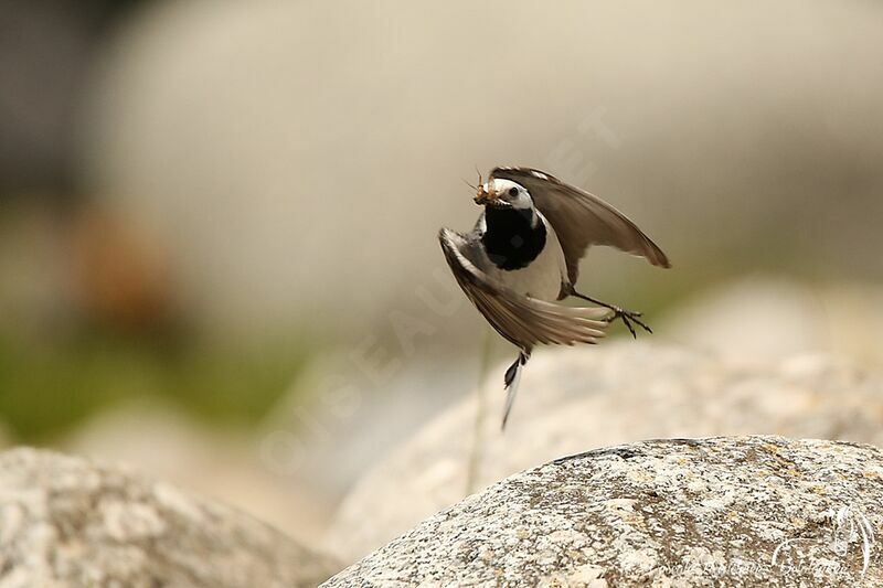 White Wagtail