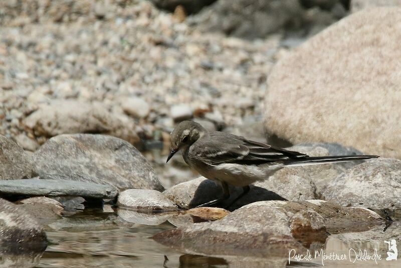 White Wagtailjuvenile