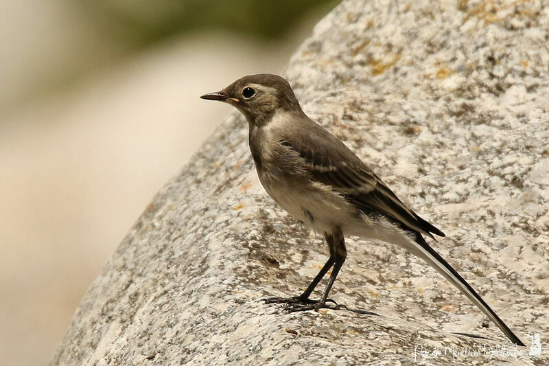 White Wagtailjuvenile