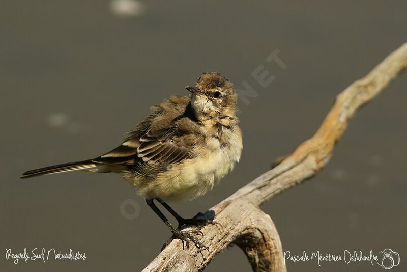 Western Yellow Wagtail