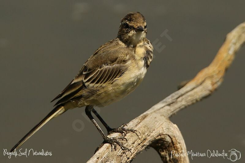 Western Yellow Wagtail