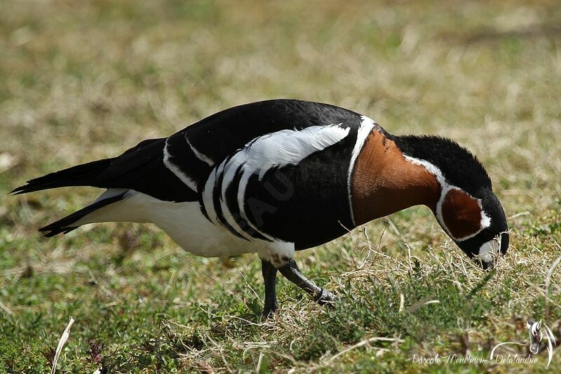 Red-breasted Goose