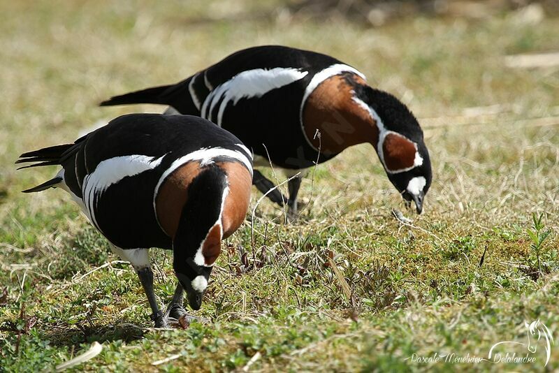 Red-breasted Goose